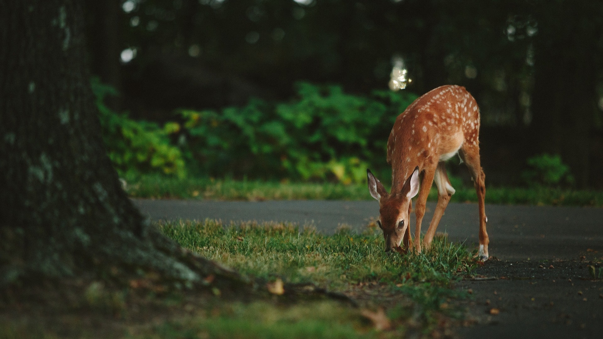 Battling Bambi | Dealing with Deer Damage in Your Yard
