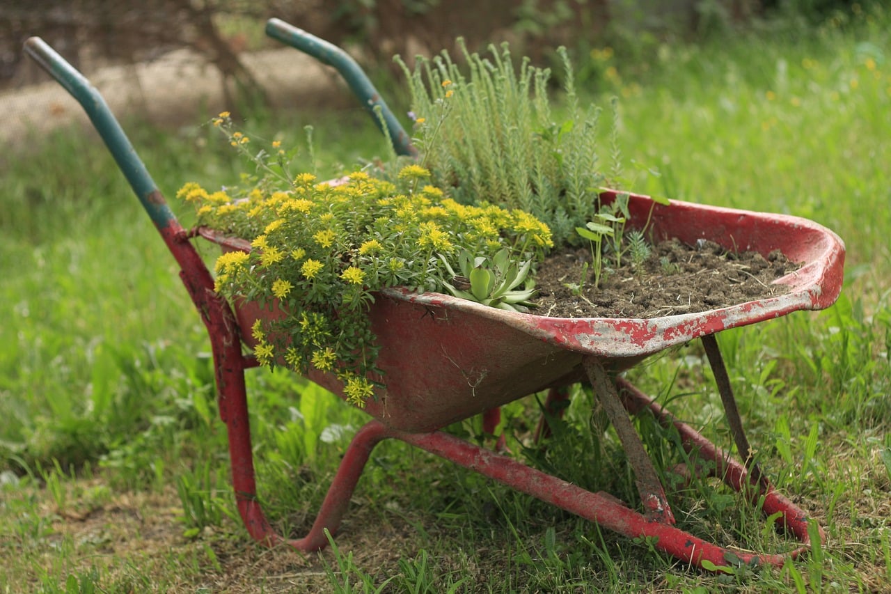 The Difference Between Soil and Dirt | Gardening Advice