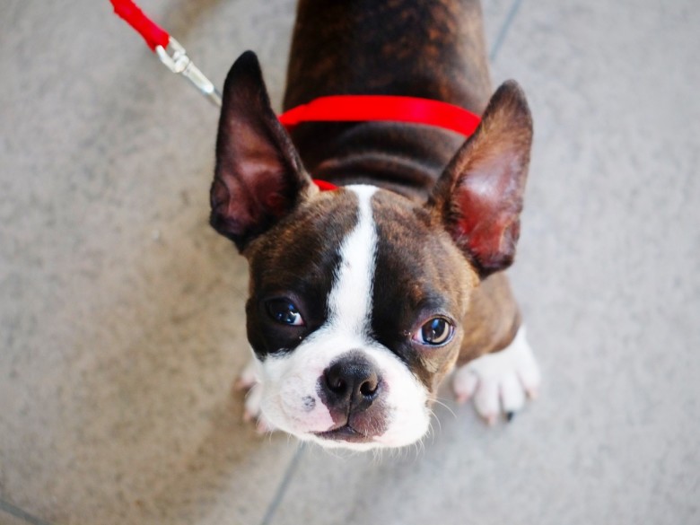 Could Massachusetts's state dog, the Boston terrier, be any cuter?