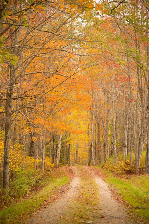 Maine Fall Foliage Guide