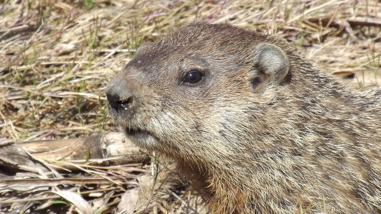 groundhog-vs-woodchuck