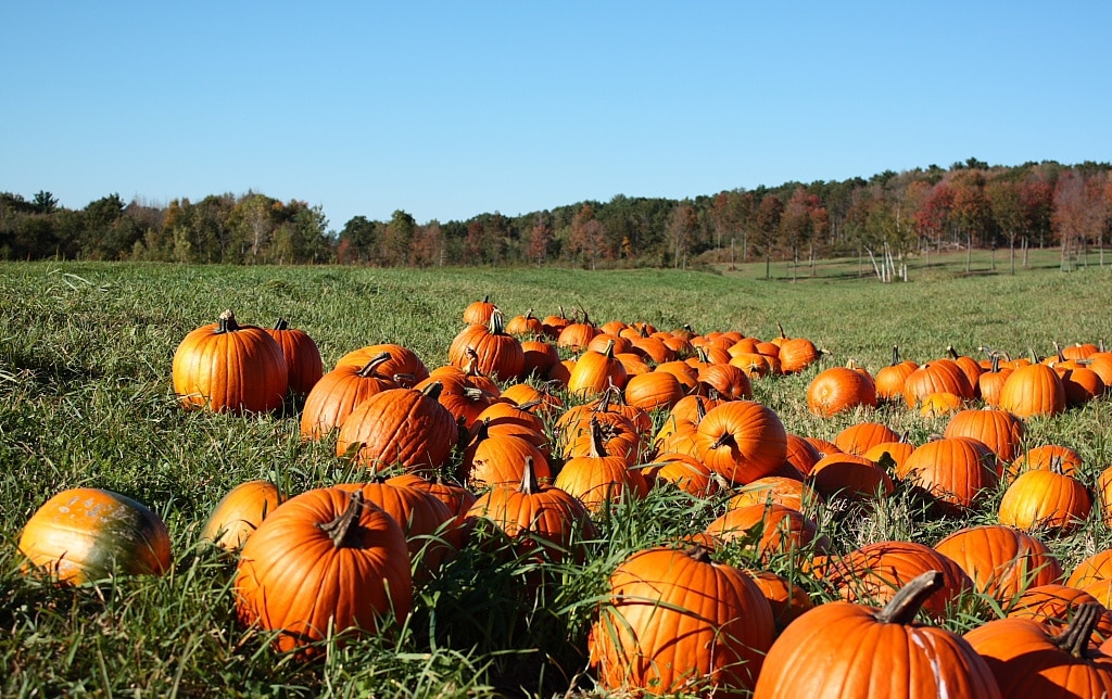 guide-to-new-england-pumpkin-patches