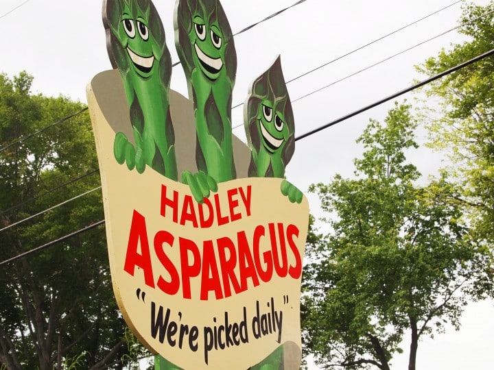 hadley-ma-asparagus-festival
