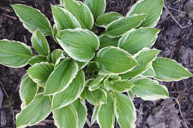 How to Divide Hostas | Instructions and Advice