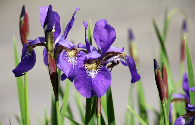 How to grow irises
