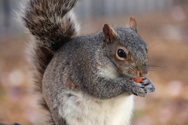 Keep Squirrels Away From Fall Bulbs