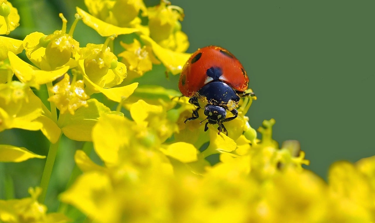 ladybug-1329733_1280