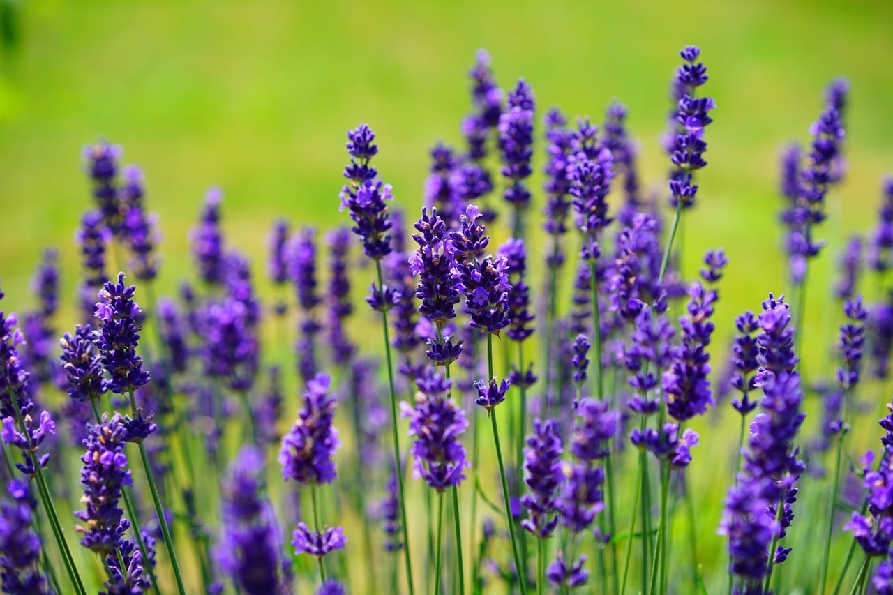 lavender-air-freshener