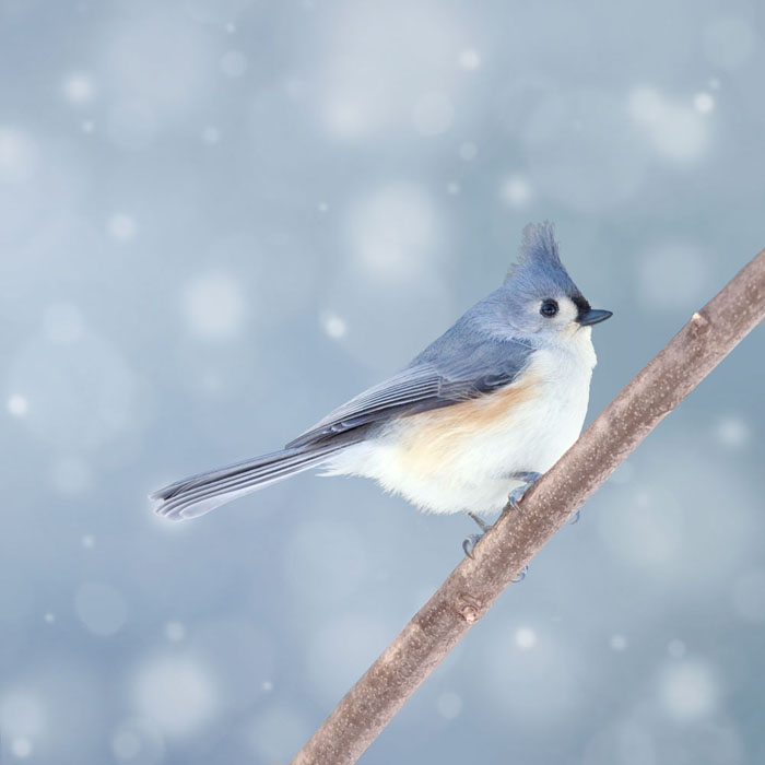 Allison Trentelman's Birds in Winter | Photographs