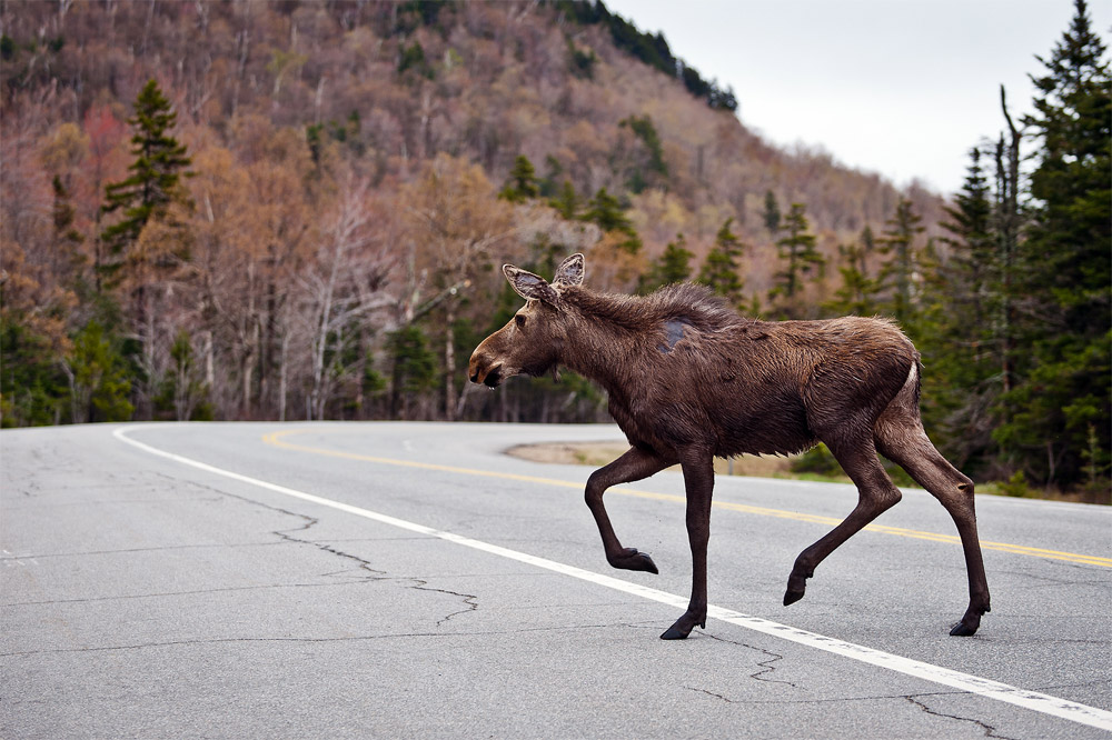 Moose Heading to Mount Washington