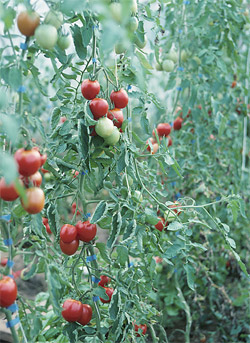 Community Garden Tomatoes