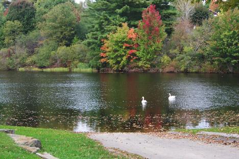 Swans in Serene Setting (user submitted)