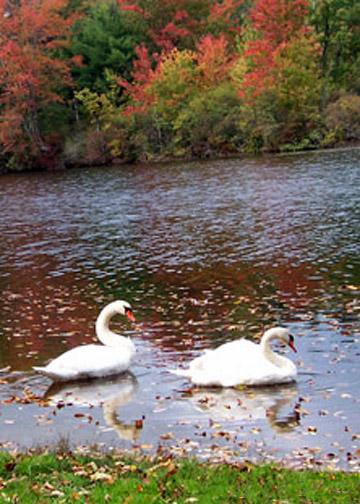 Swan Reflections &#8212; Fall Leaves (user submitted)