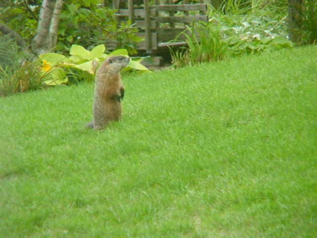 Woodchuck (user submitted)