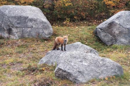 Fox and foliage (user submitted)