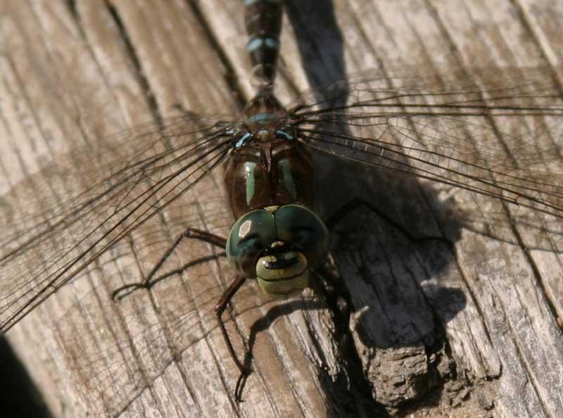 Happy dragonfly (user submitted)