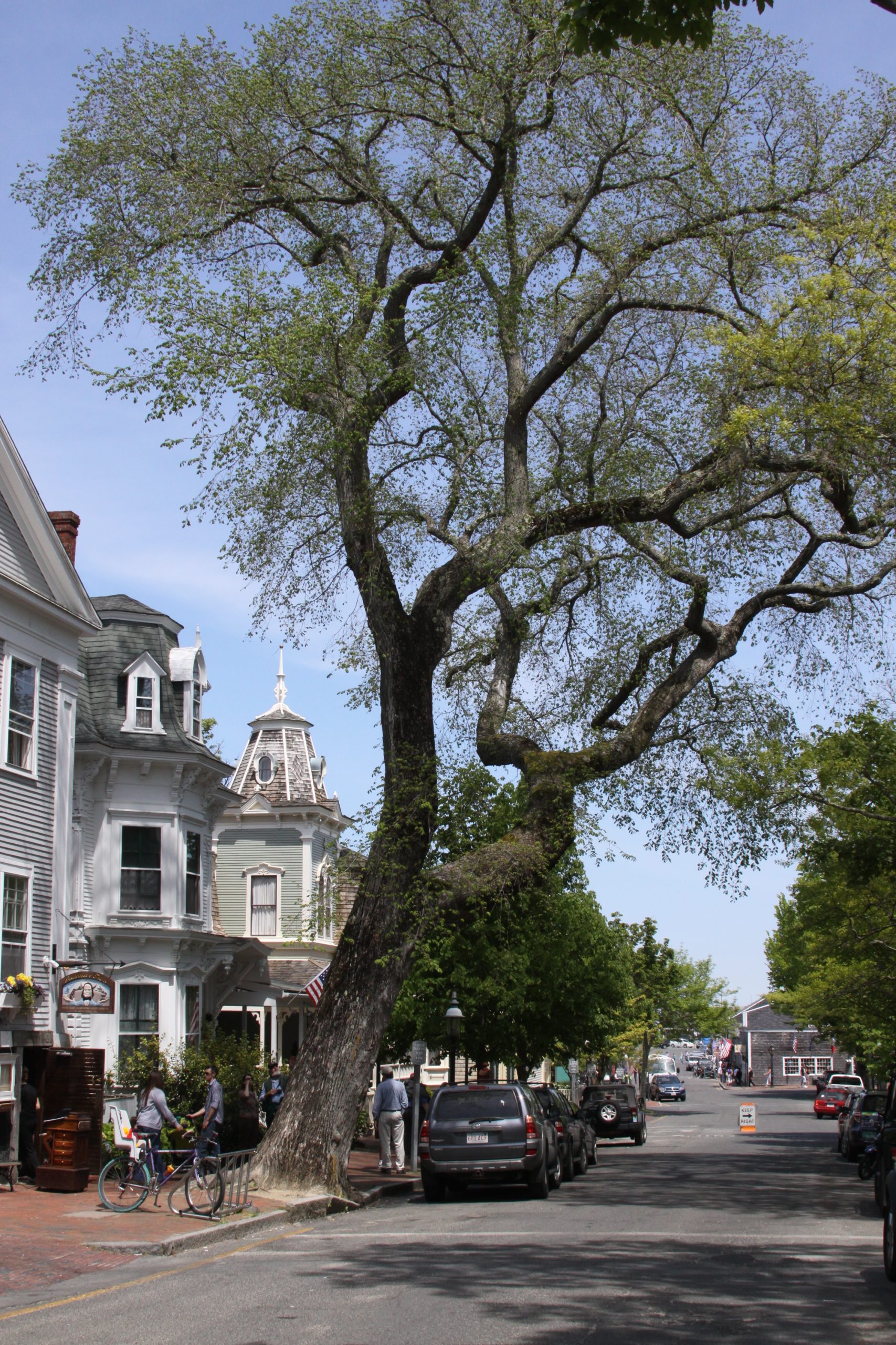 Tree Of Life Nantucket (user submitted)