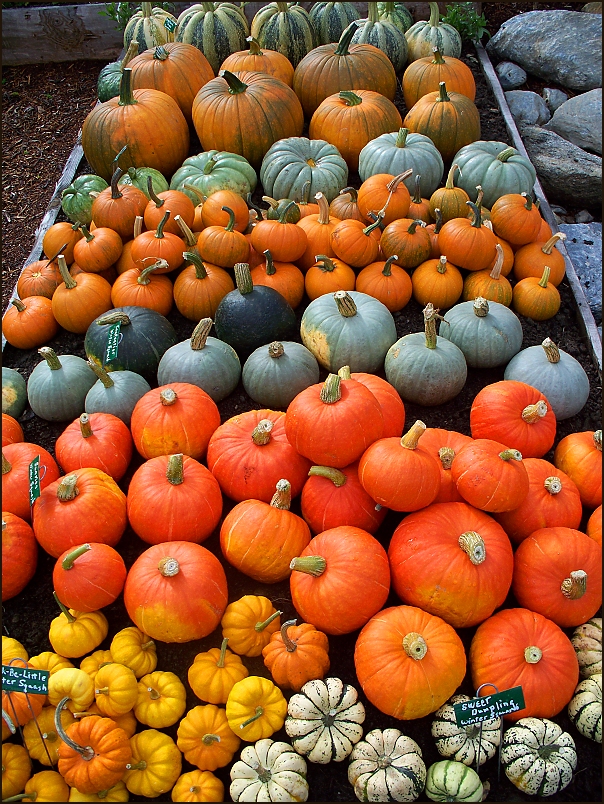 Pumpkin And Squash Display 2 (user submitted)