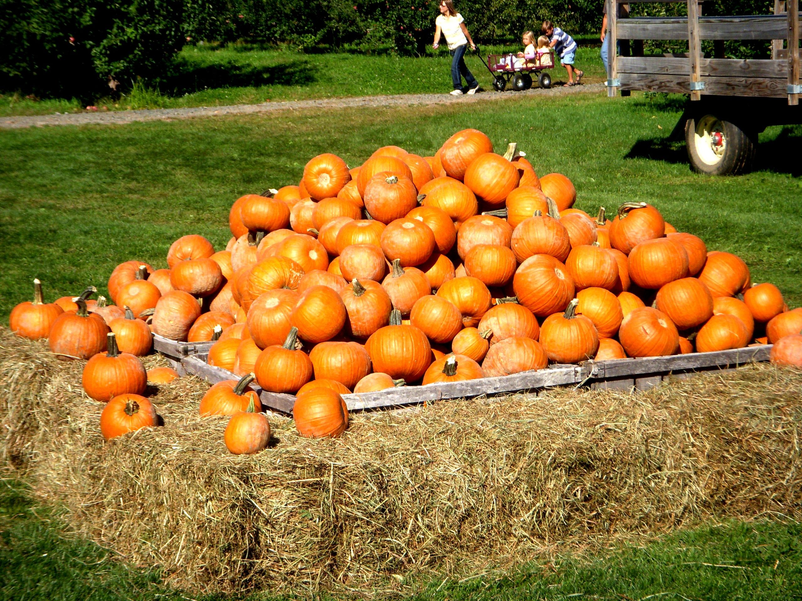 Connecticut Farm Pumpkins (user submitted)