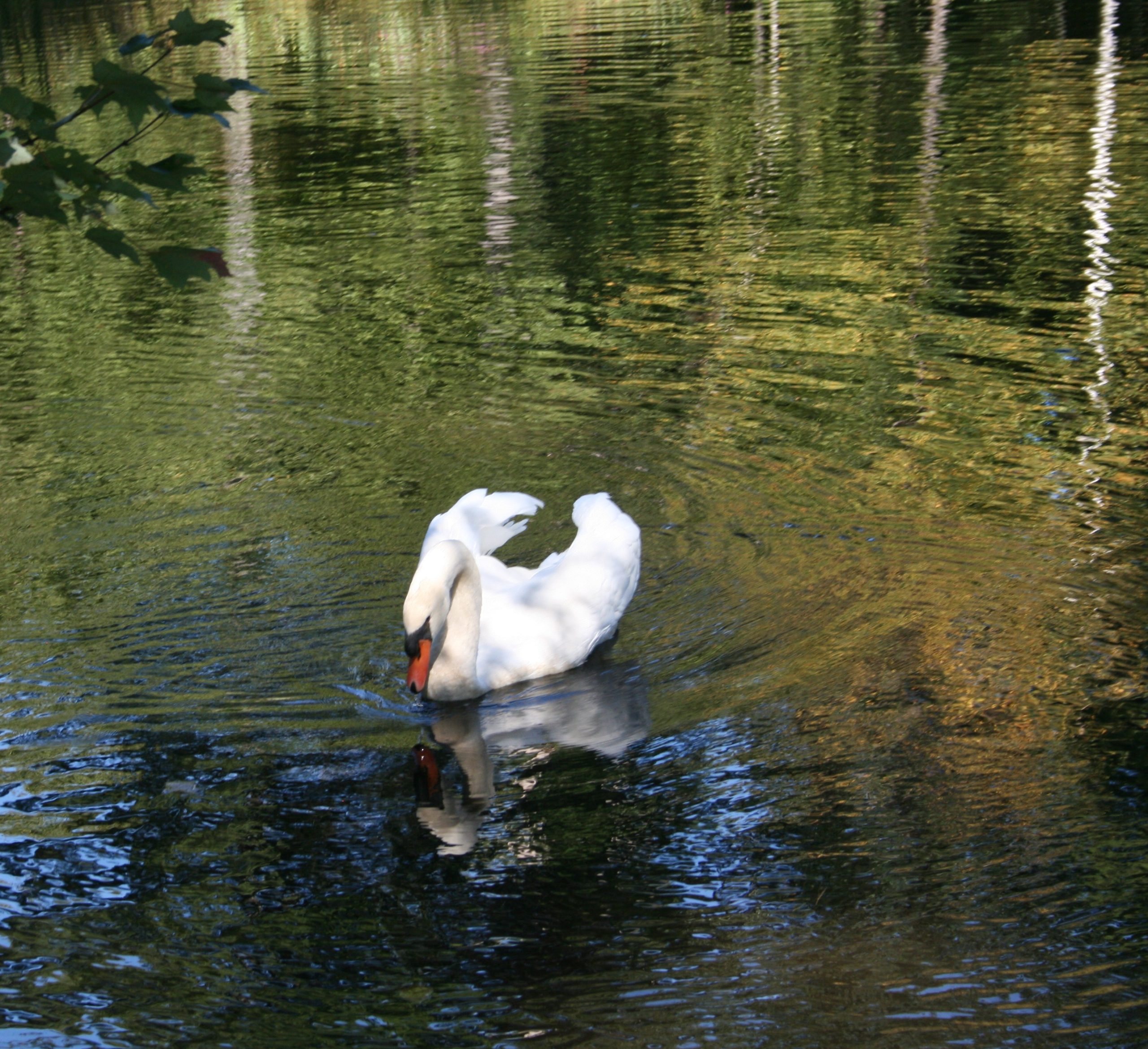 Swan At Apple Farm (user submitted)