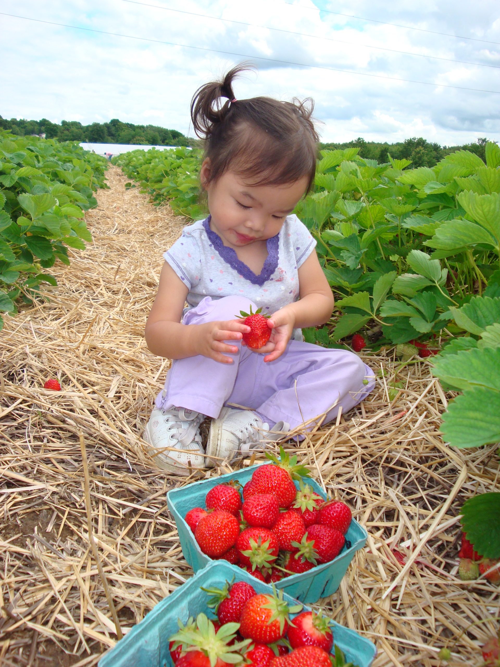 Strawberry Picking (user submitted)