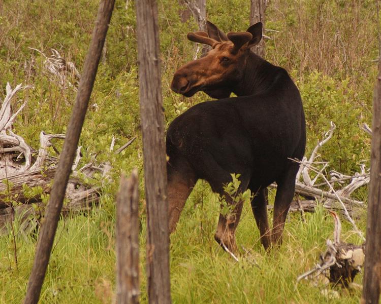 Maine Moose in Greenville, Maine
