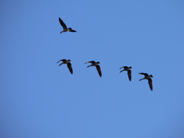 Geese over Swamp Dog Hollow (user submitted)