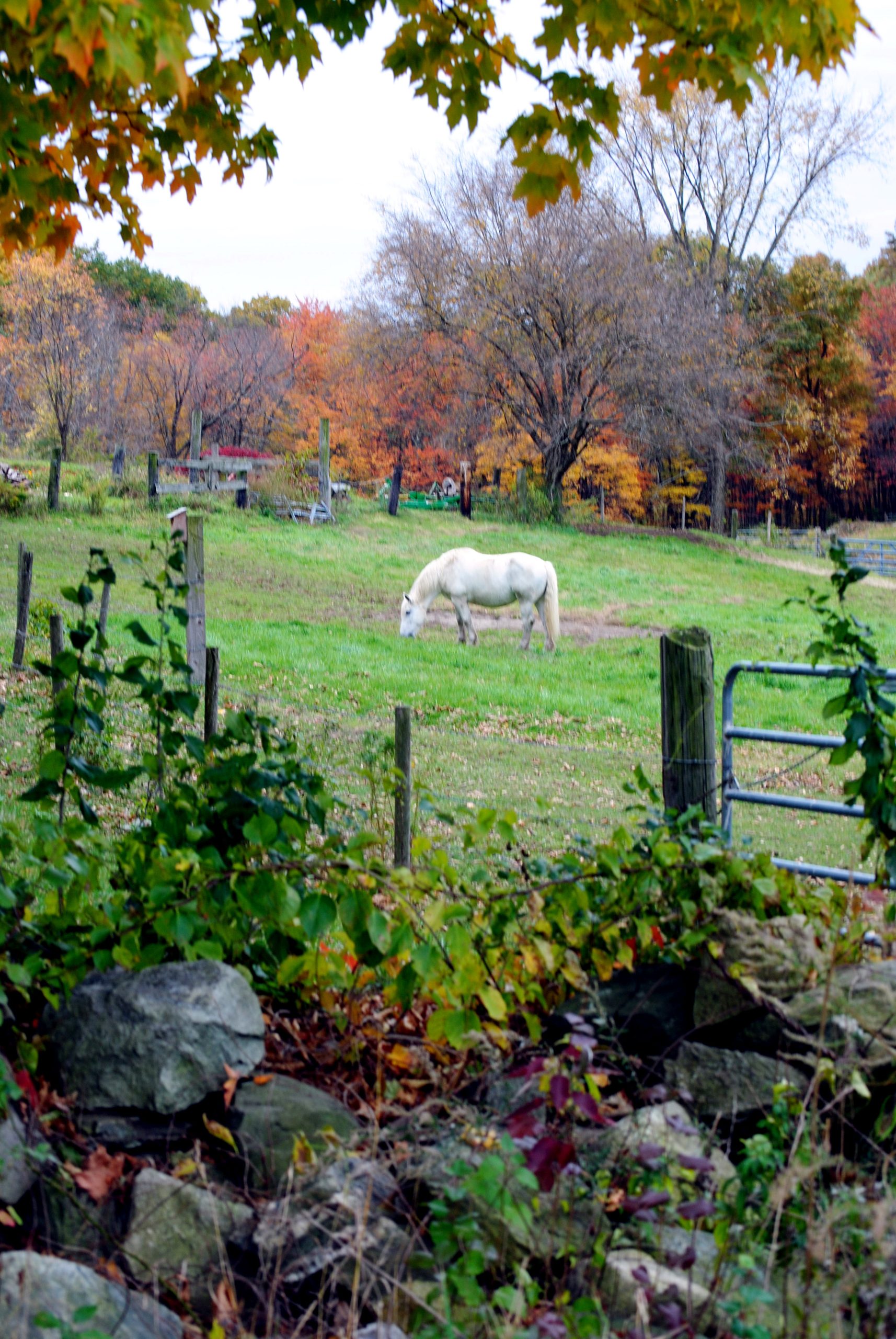 Grazing Horse (user submitted)