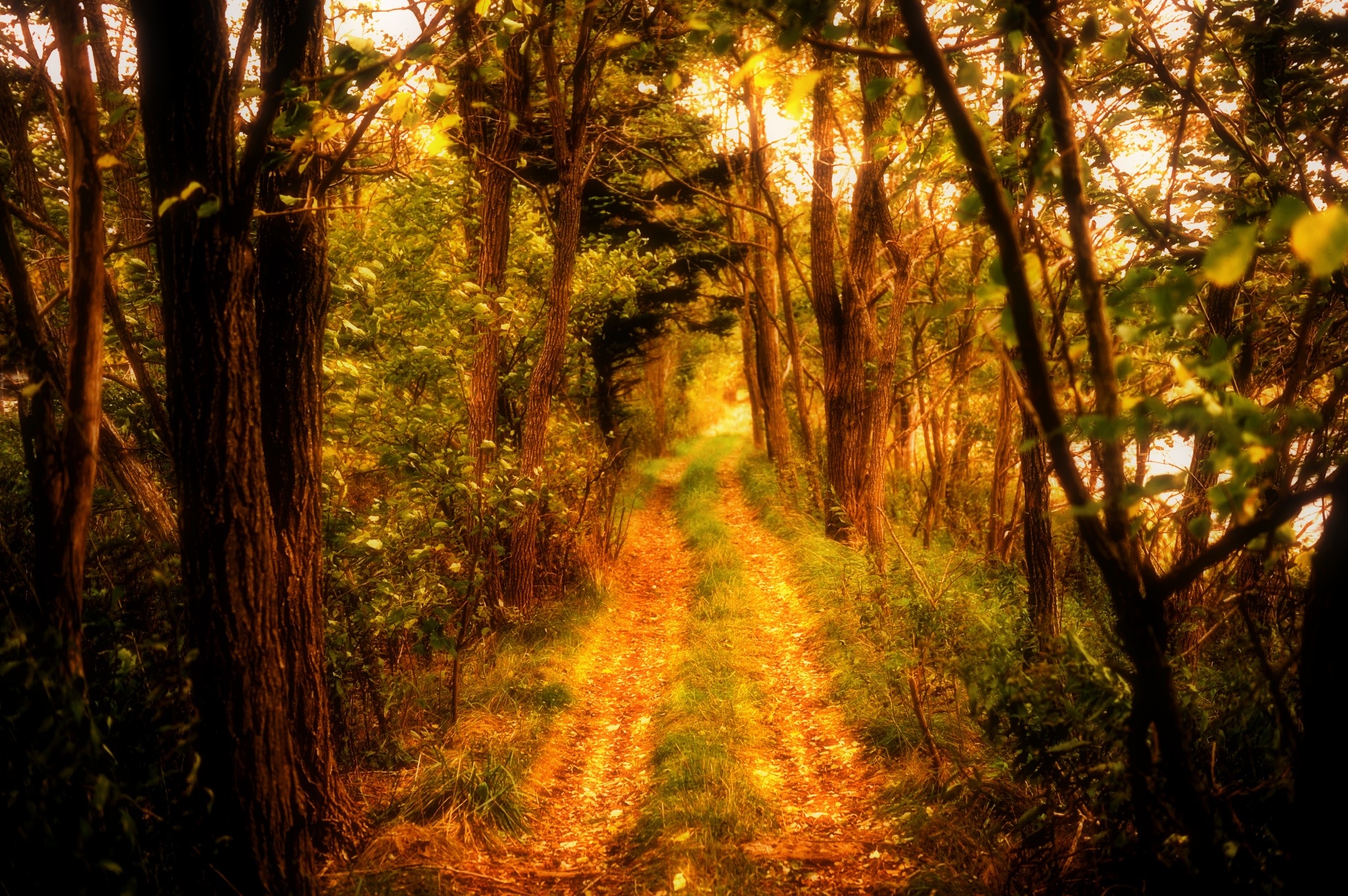 The Trail Of Autumn (user submitted)