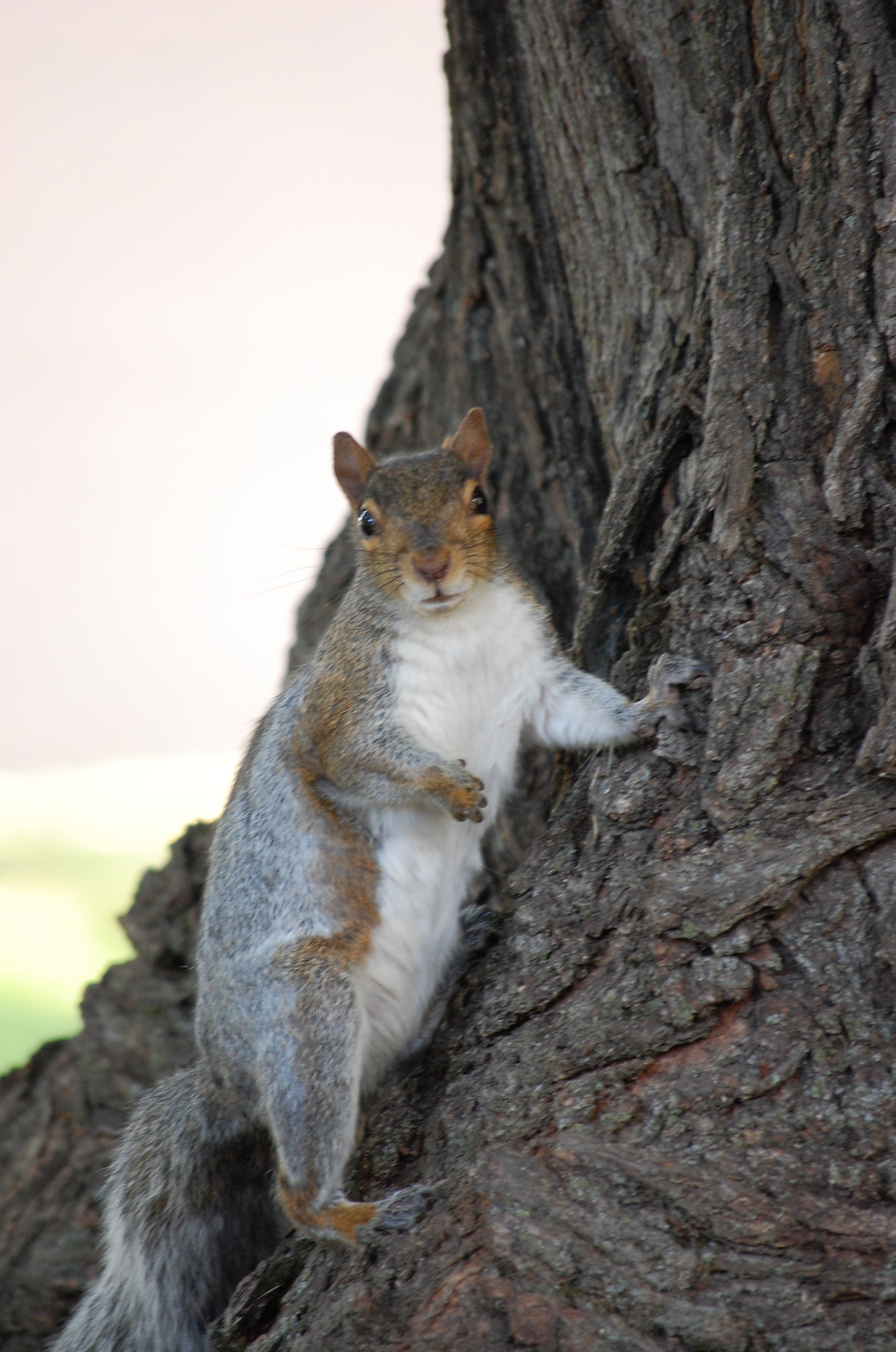 Posing Squirrel (user submitted)