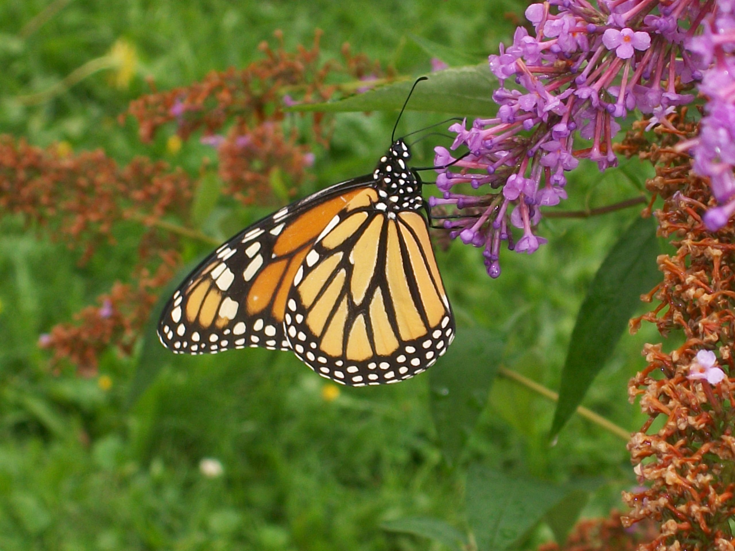 Butterfly Bush (user submitted)