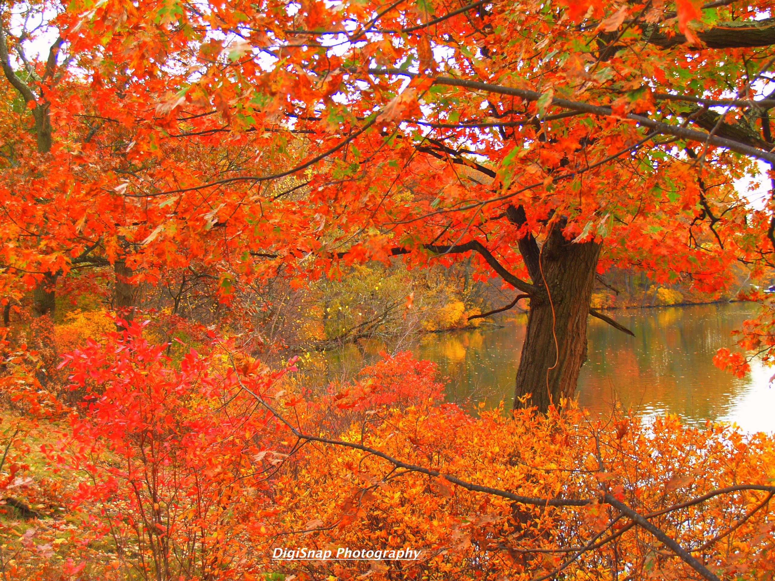 Fall At Roger Williams Park  (user submitted)