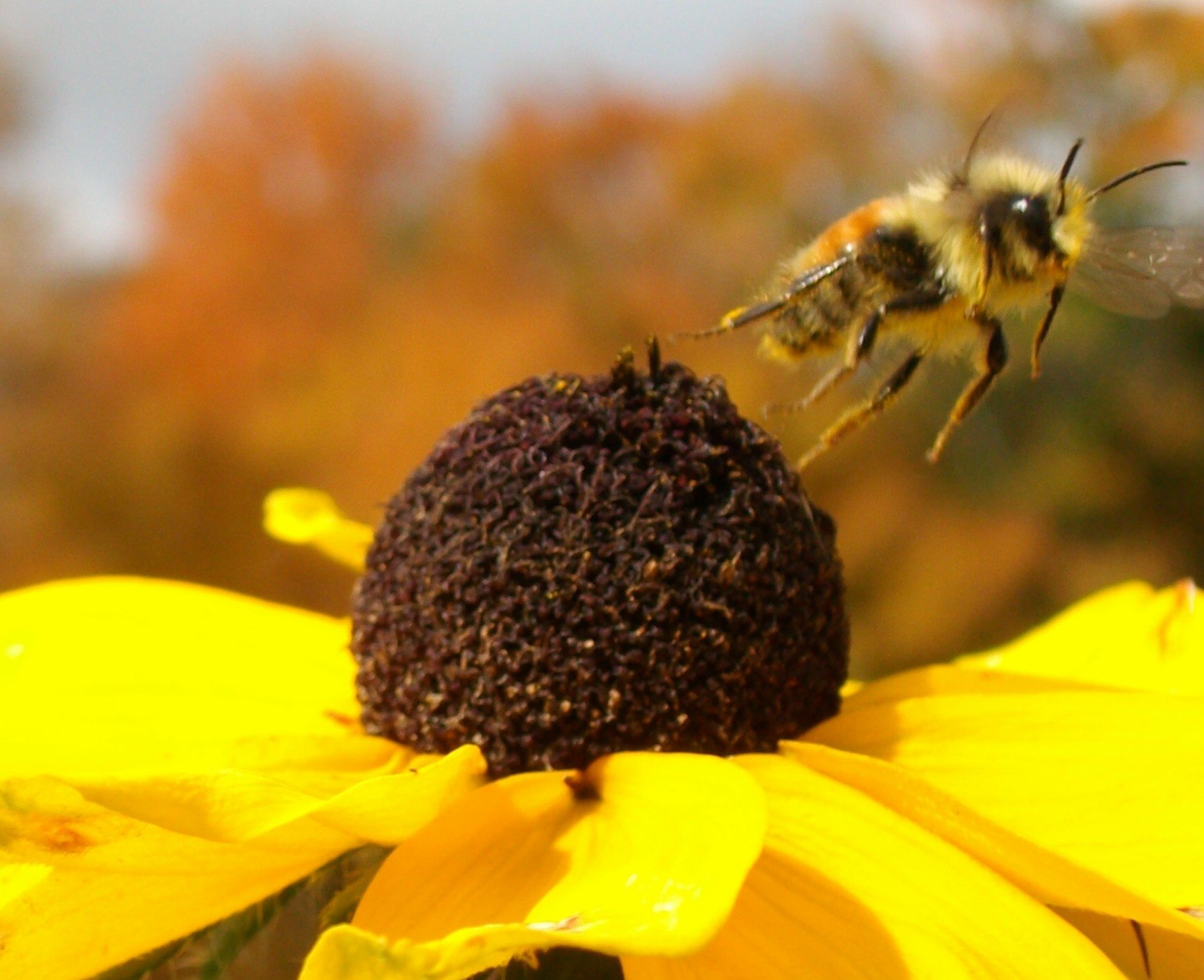 Busy Bee Before Winter (user submitted)