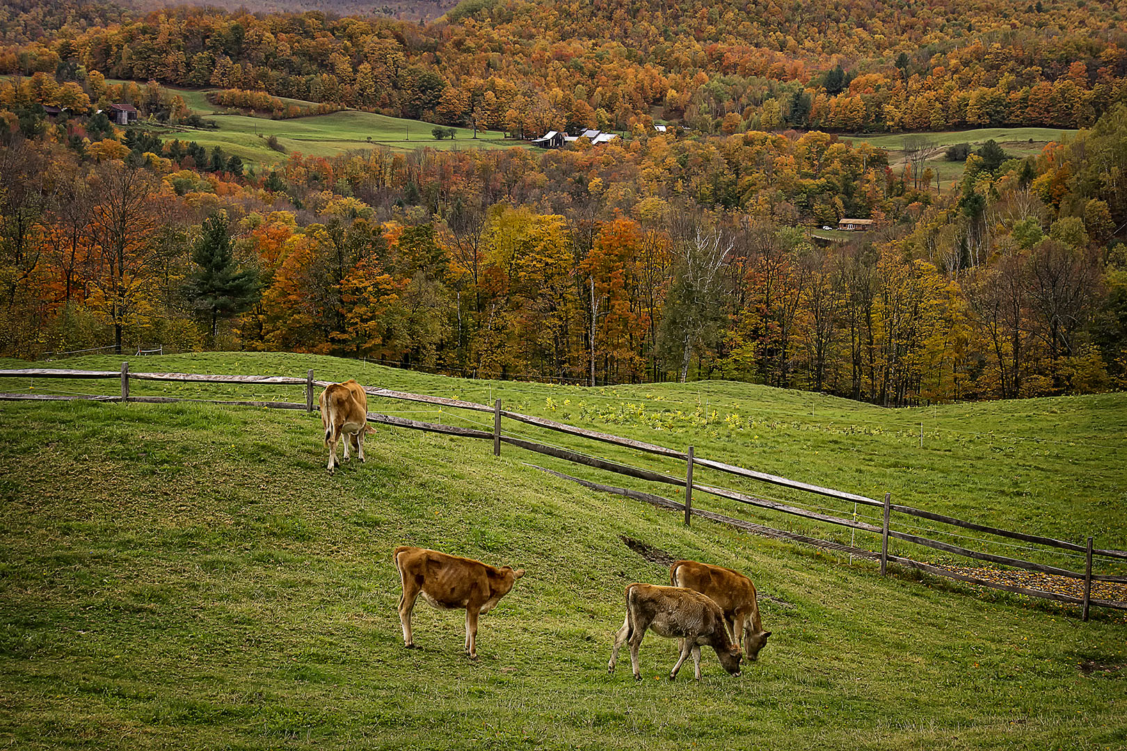 Caper Hill Cows  (user submitted)