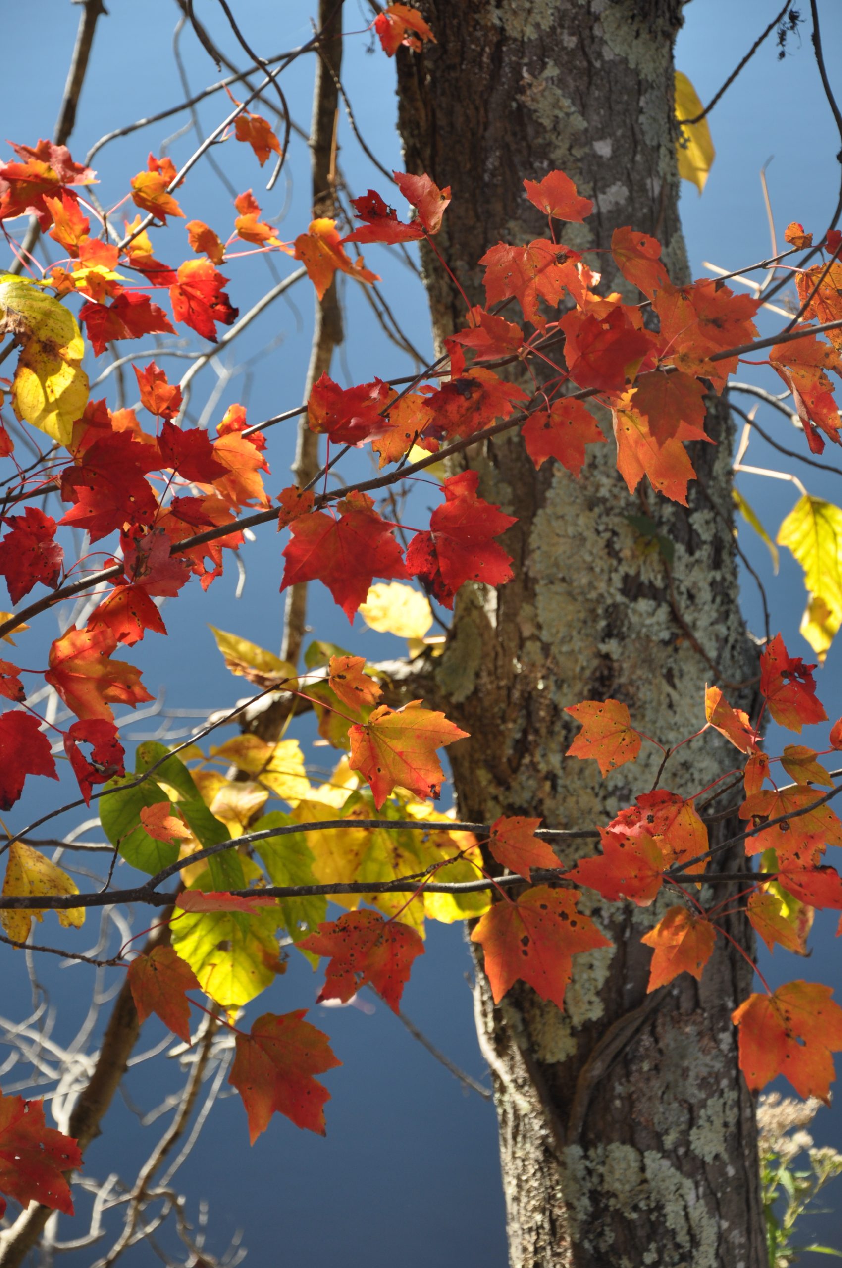 Fall Leaves And Blue Sky (user submitted)