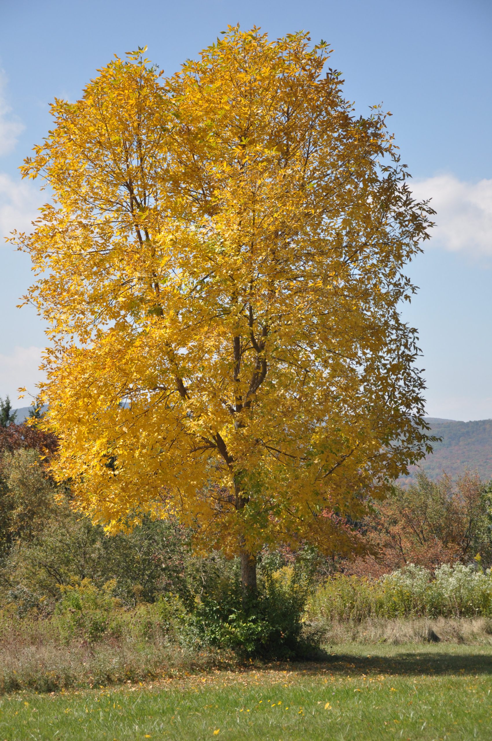 Tree With Yellow Leaves (user submitted)