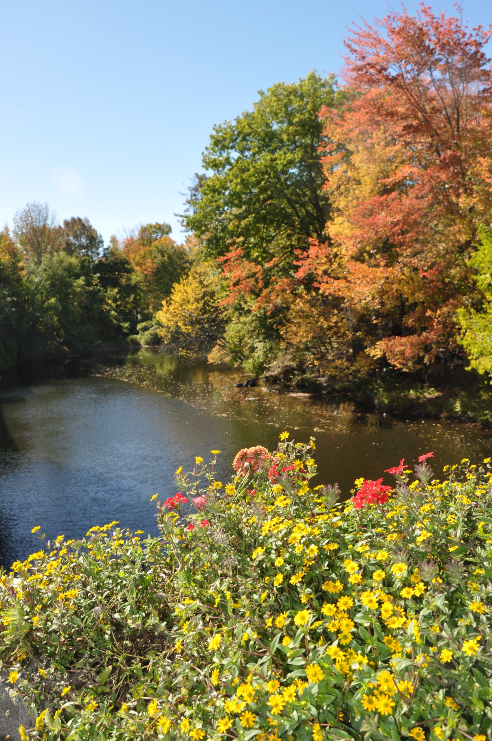 Flowers, River, Trees In Fall (user submitted)