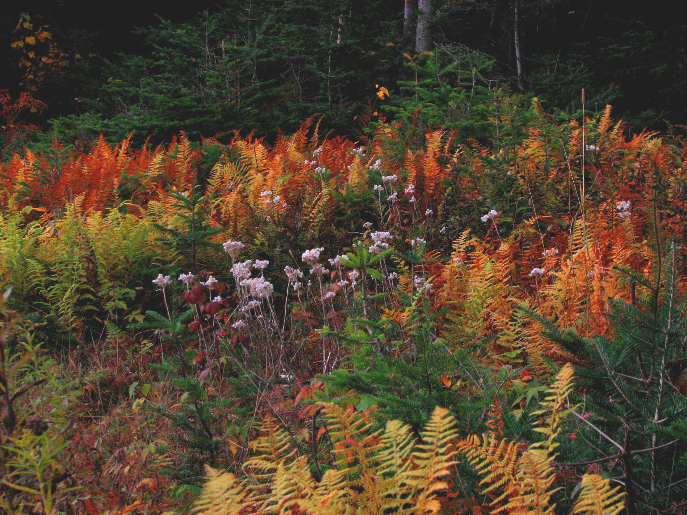 Fall Ferns (user submitted)