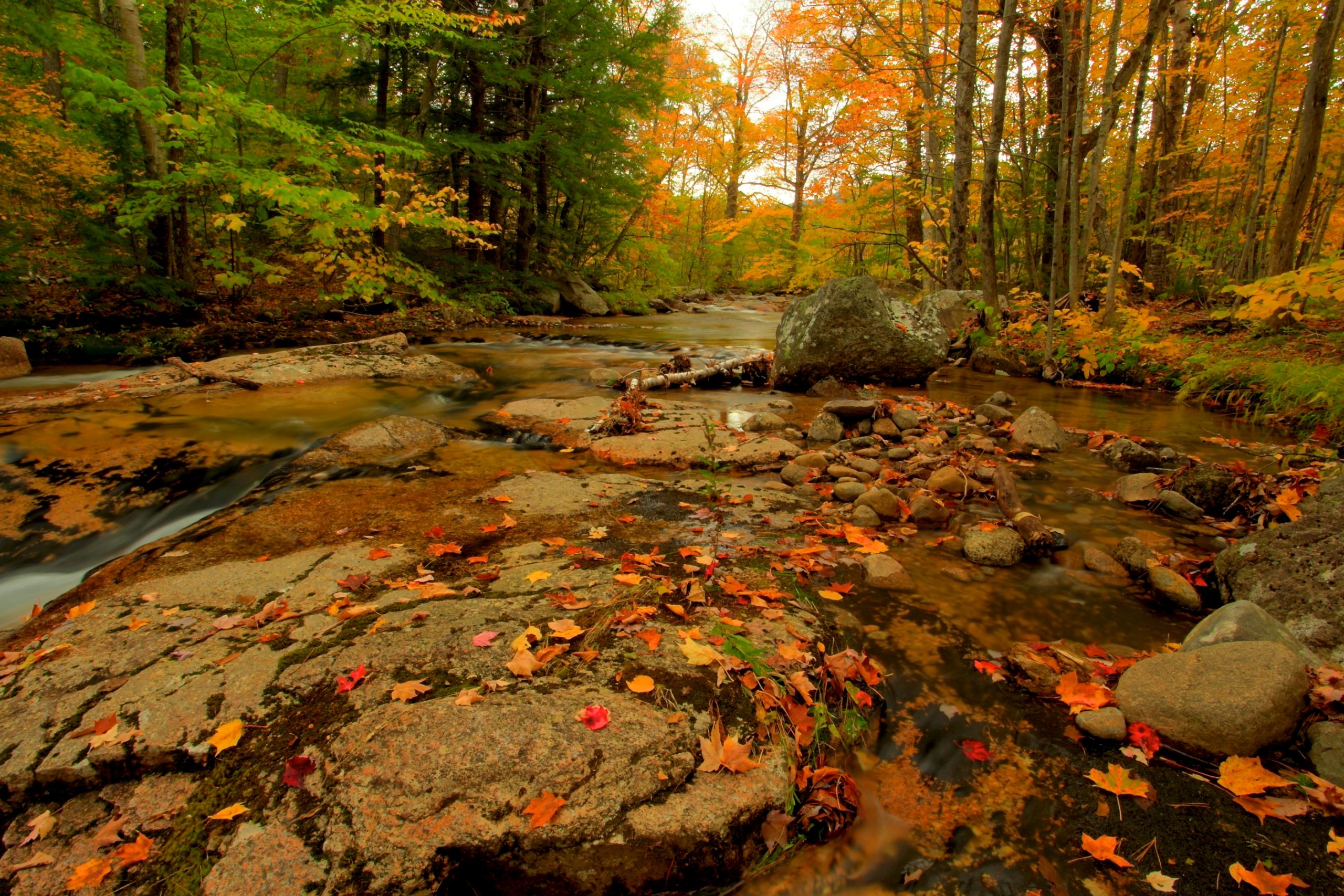 River Sprinkled With Fall Colors (user submitted)