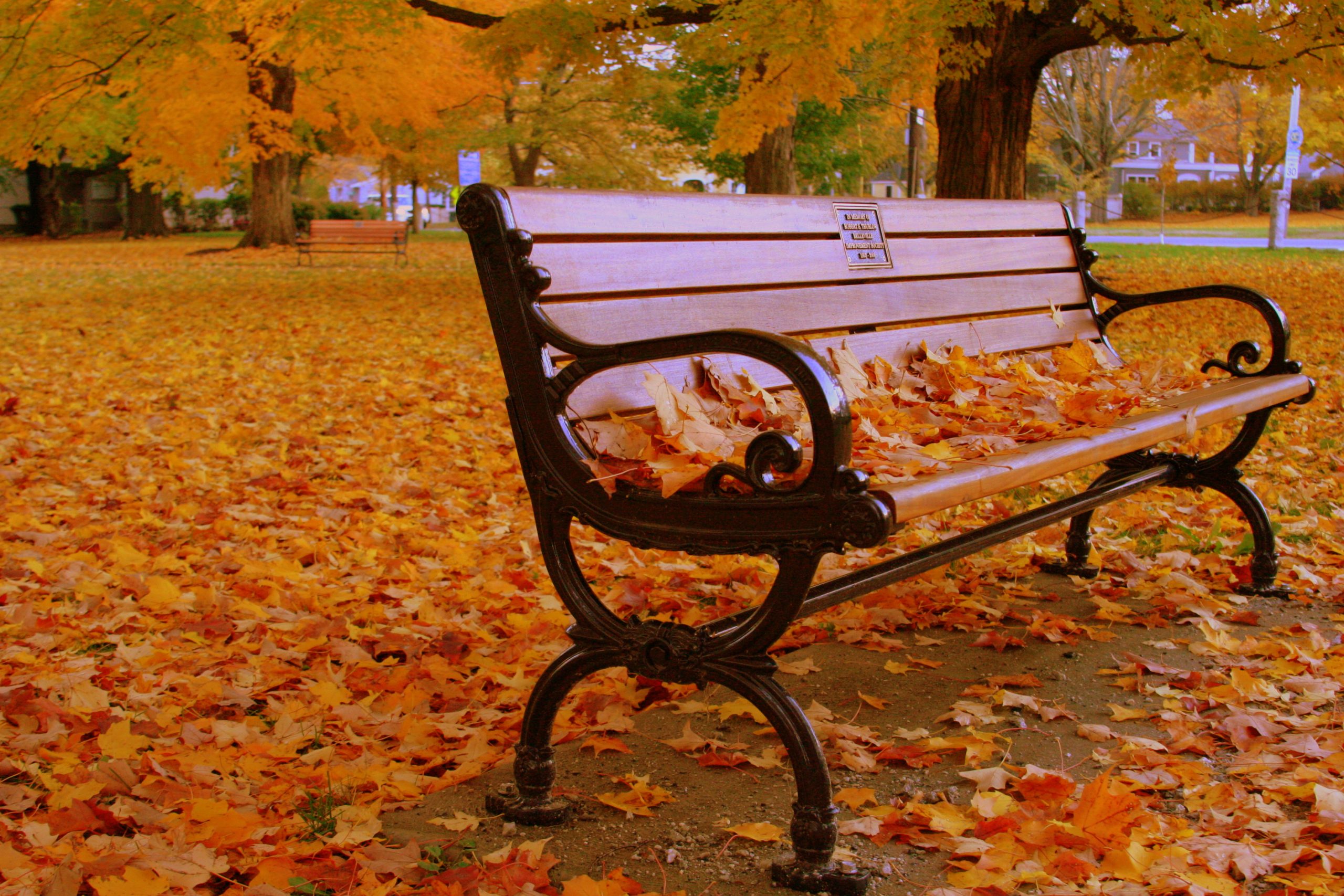 Fall Park Bench (user submitted)