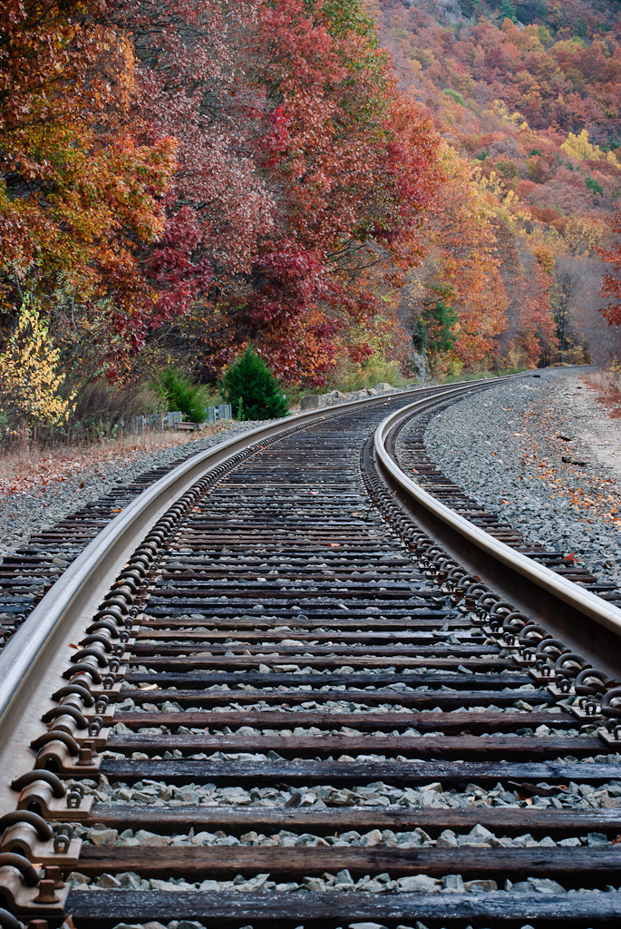 Tracks Into Foliage (user submitted)