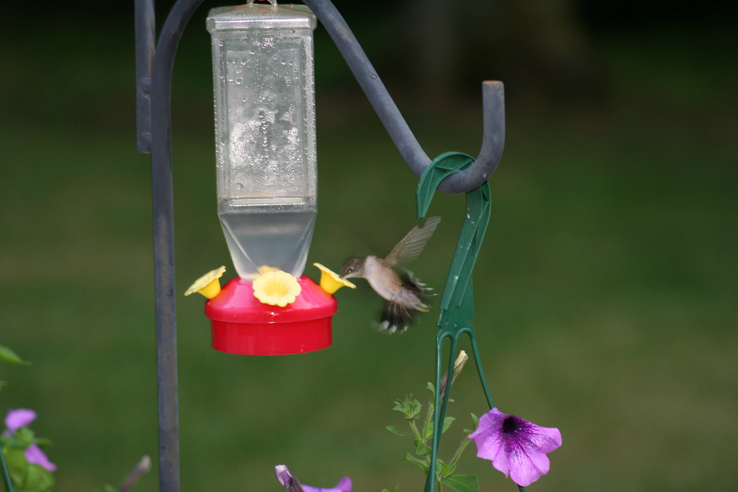 Hummingbird Eating (user submitted)