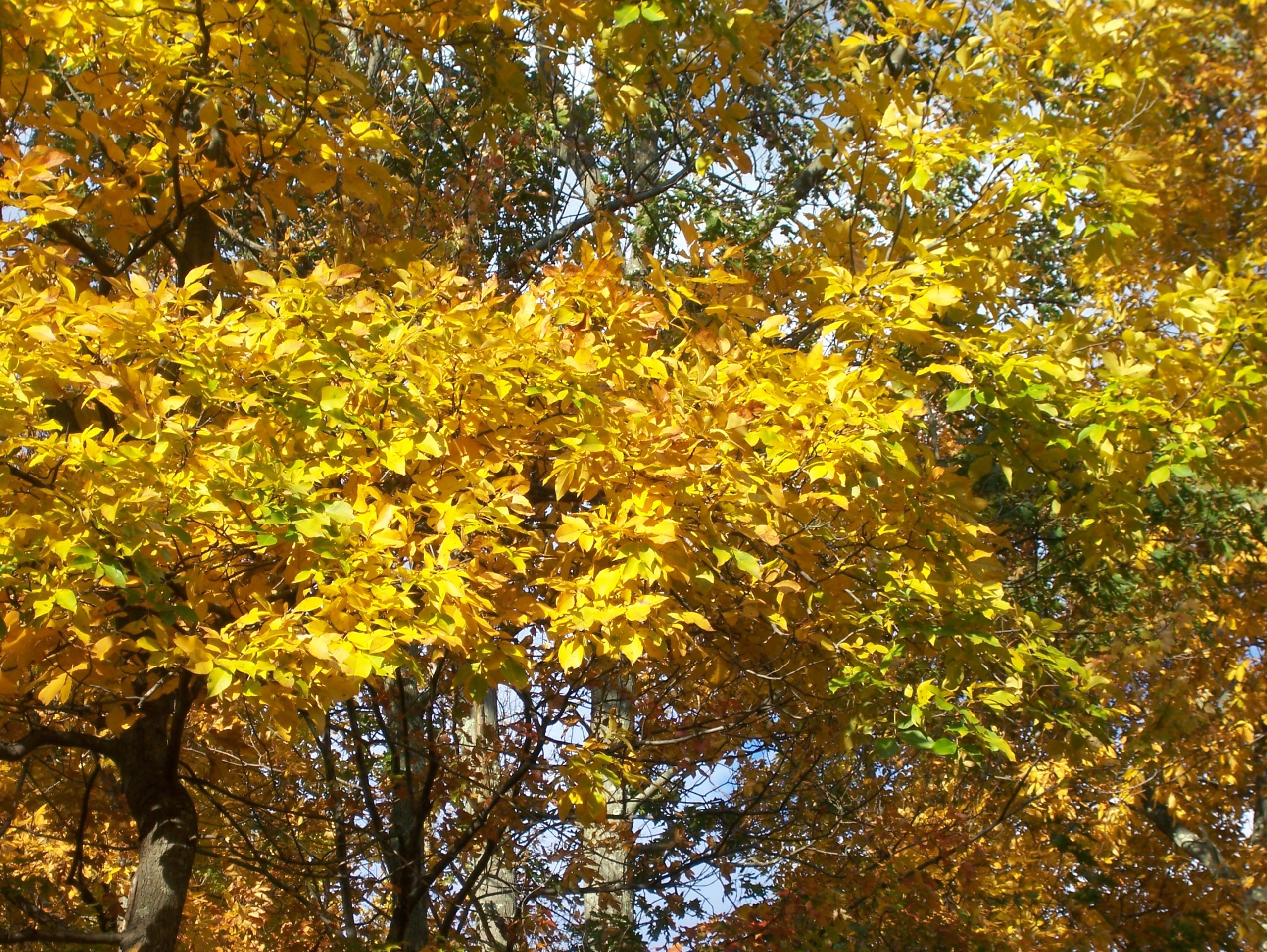 Yellow Fall Color (user submitted)