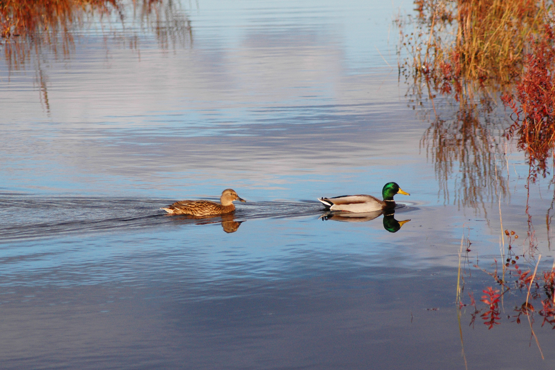 A Pair Of Ducks (user submitted)