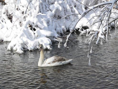 Winter Swan (user submitted)