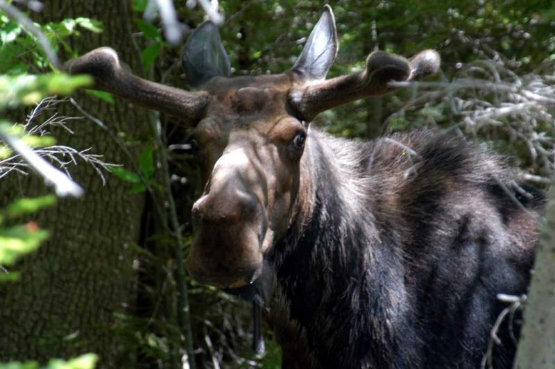 Moose in Bretton Woods, New Hampshire 
