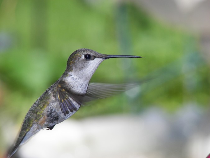 Plants That Attract Hummingbirds to the Garden