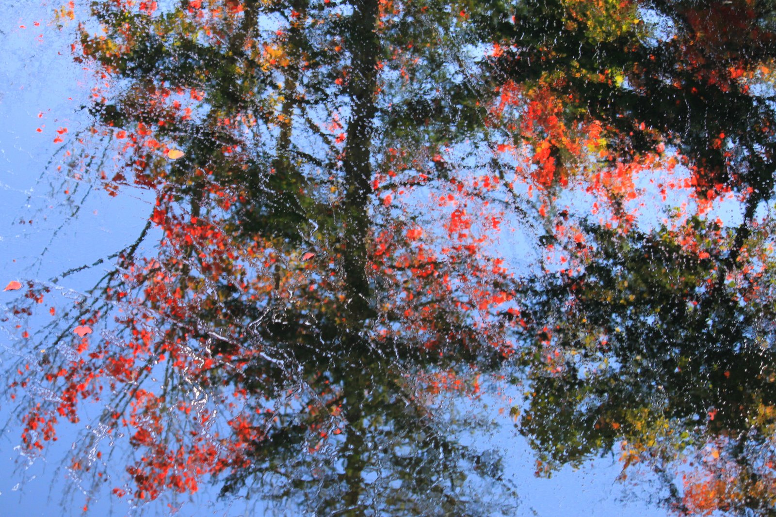 Fall Refections (user submitted)