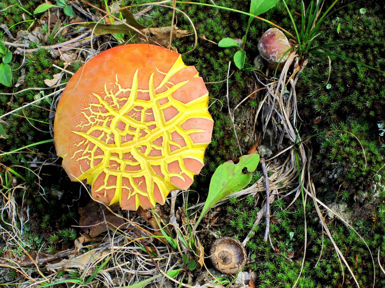 Mushroom In Lynn, Massachusetts (user submitted)