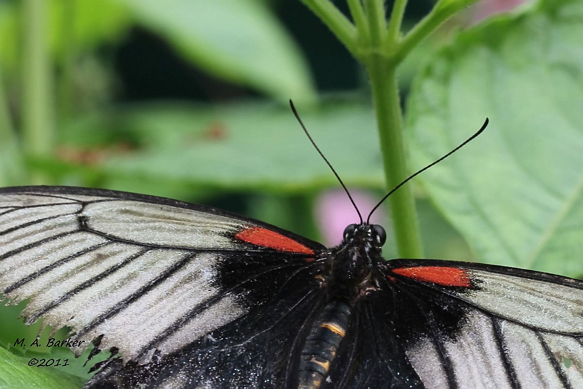 Butterfly Close Up (user submitted)